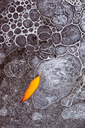 Framed Leaf Frozen Into Ice Bubbles In Mill Creek Print