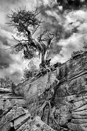 Framed Desert Juniper Tree Growing Out Of A Canyon Wall, Utah (BW) Print