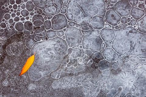 Framed Leaf With Frozen Ice Bubbles, Mill Creek, Utah Print