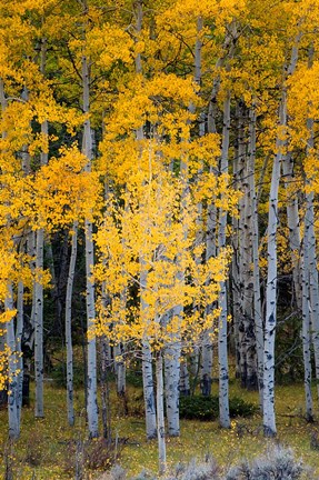 Framed Yellow Aspens In The Flaming Gorge National Recreation Area, Utah Print
