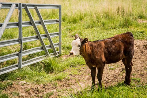 Framed Cow At Pasture Print