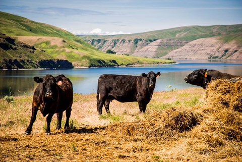 Framed Cows On The Northern Bank Of Snake River Print