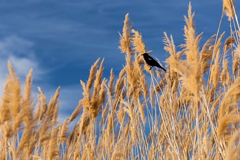 Framed Red-Winged Blackbird On Ravenna Grass Print