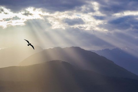 Framed Seagull And God Rays Over The Olympic Mountains Print