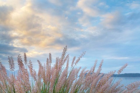 Framed Scenic View Of Pennisetum Ornamental Grasses Print