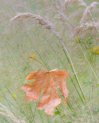 Framed Maple Leaf In Meadow Grasses Print