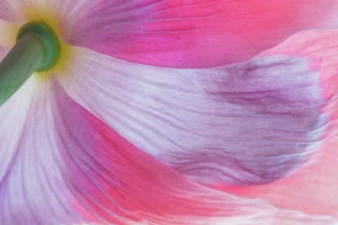 Framed Underside Of A Pink Poppy Flower Print