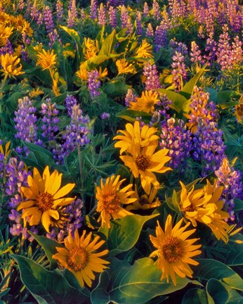 Framed Balsamroot And Lupine In Evening Light Print