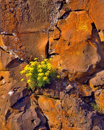 Framed Lomatium Flowers On Basalt Rocks Print