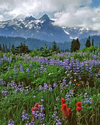 Framed Lupine And Paintbrush In Meadow, Mount Rainder Nationak Park Print