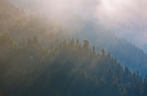 Framed Coastal Forest In Morning Fog, Washington State Print