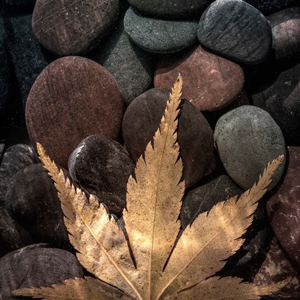 Framed Maple Leaf On Rocks Print