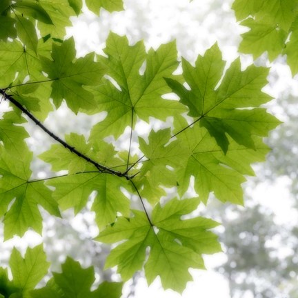 Framed Big Leaf Maples In Summer Print