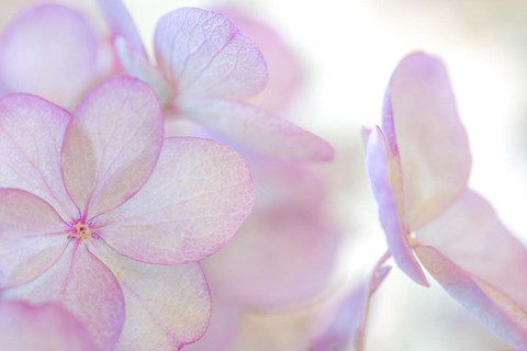 Framed Close-Up Of Soft Pink Hydrangea Flower Print