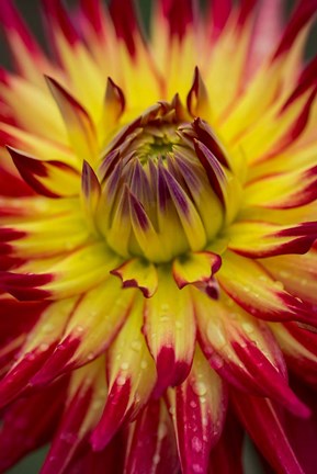 Framed Detail Of A Vibrant Dahlia Flower Print