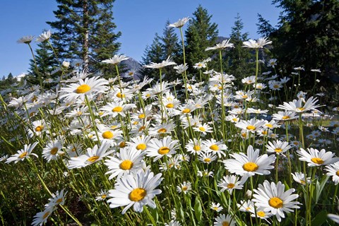 Framed Scenic View Of Oxeye Daisies Print