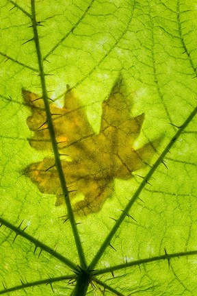 Framed Big Leaf Maple On A Devil's Club Leaf Print