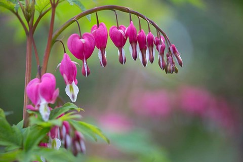 Framed Row Of Bleeding Heart Flowers Print
