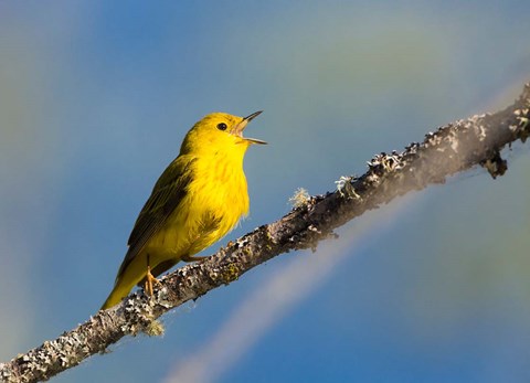 Framed Yellow Warbler Sings From A Perch Print