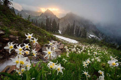 Framed Avalanche Lilies Along A Small Stream Below Plummer Peak Print