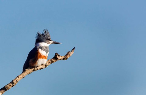 Framed Belted Kingfisher On A Perch Print