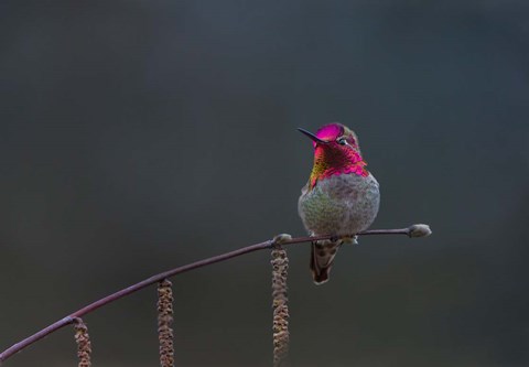 Framed Anna&#39;s Hummingbird Lashes Its Iridescent Gorget Print
