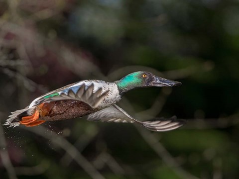 Framed Northern Shoveler In Flight Print