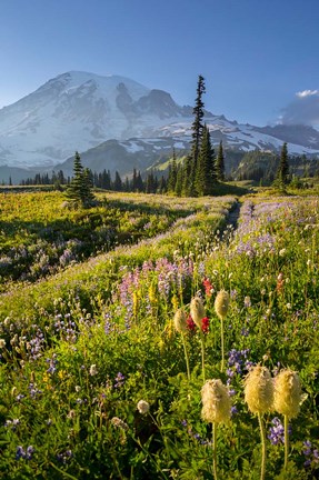 Framed Paradise Area Landscape Of Mt Rainier National Park Print