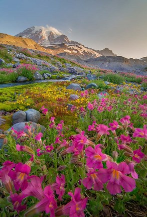 Framed Lewis&#39;s Monkeyflower Along The Panorama Trail Print