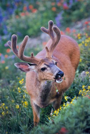 Framed Black-Tailed Buck Deer In Velvet Feeding On Wildflowers Print