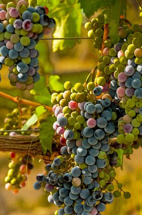 Framed Cabernet Franc Block In Harvest Print