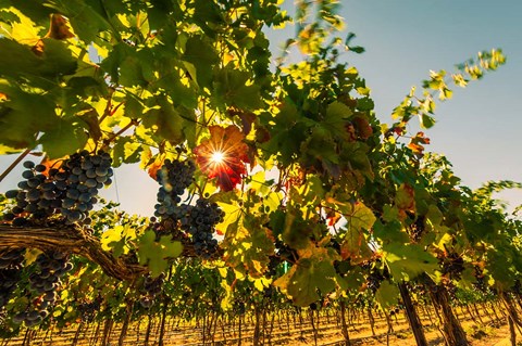 Framed Sunburt On Petit Verdata Print