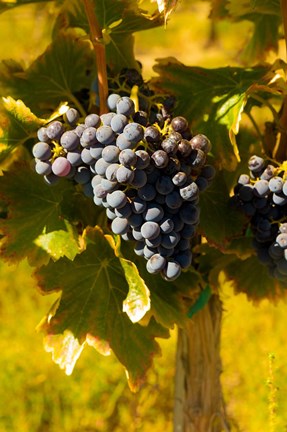 Framed Grenache Grapes In A Columbia River Valley Vineyard Print