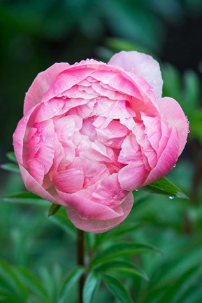 Framed Close-Up Of A Pink Garden Peony Print