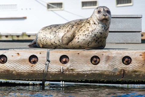 Framed Harbor Seal  Out On A Dock Print