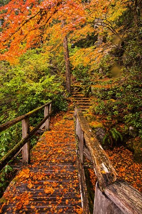 Framed Autumn Maple Leaves On A Bridge Print