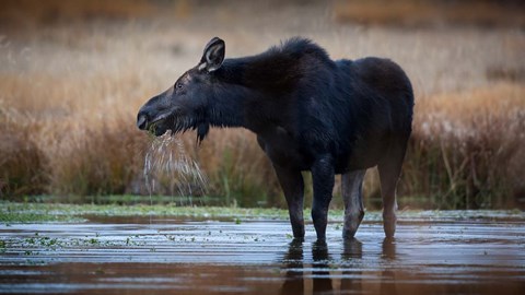 Framed Moose Eating Watercress In A Pond Print
