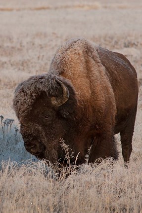 Framed American Bison On A Frosty Morning Print