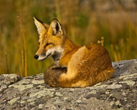 Framed Red Fox Resting, Yellowstone National Park, Wyoming Print