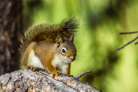 Framed Red Tree Squirrel Posing On A Branch Print