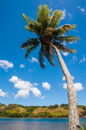 Framed Umatac Bay Palm Tree, Guam Print