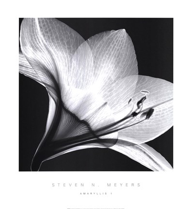 Framed Amarylis 1 Print