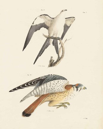 Framed Birds of Prey I Print