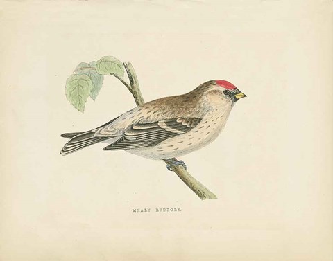 Framed Mealy Redpole Print Print