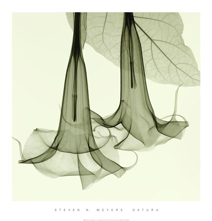 Framed Datura Print