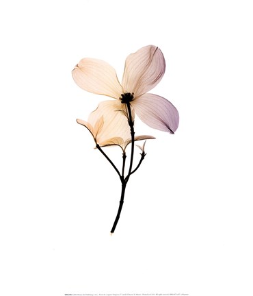 Framed Dogwood 2 Print