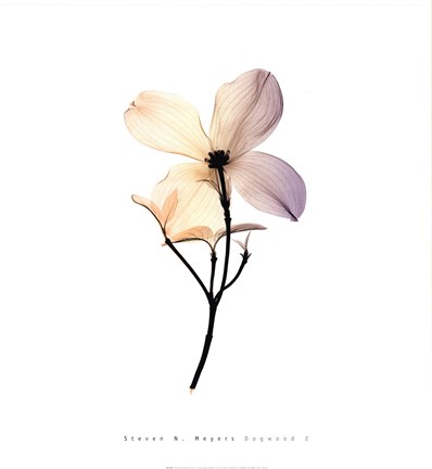 Framed Dogwood 2 Print