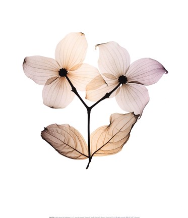 Framed Dogwood Print