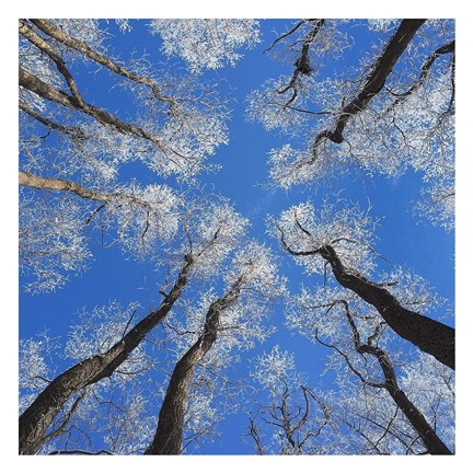 Framed Reaching Skyward Print