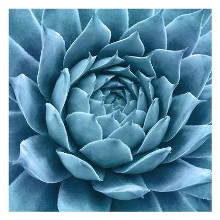 Framed Silvery Blue Agave Print